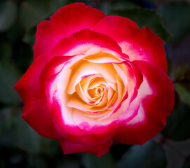 red and yellow rose on a dark background