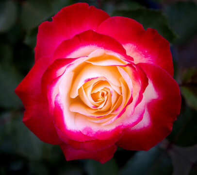 red and yellow rose on a dark background