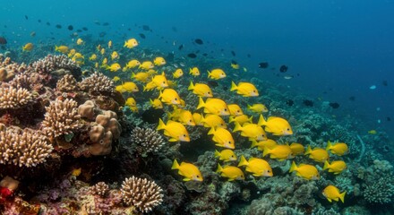 Fototapeta premium A dazzling underwater composition of schooling fish, their golden scales shimmering under the waves.