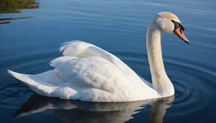 Fototapeta premium Graceful Swan Swimming Serenely in a Calm Lake
