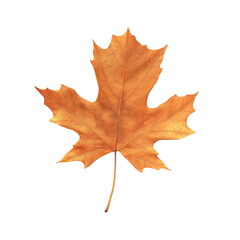 Fototapeta premium Dried maple leaf autumn colors vibrant design abstract art