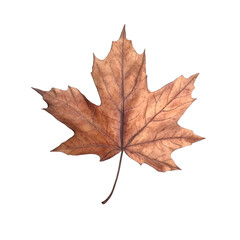 Dried Maple Leaf Autumnal Abstract Art Nature's Tranquility