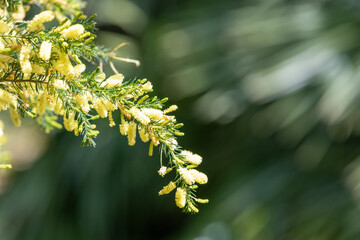 Close up of star leaved acacia (acacia verticillata) flowers in bloom