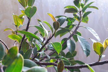 Care and Requirements – Ficus elastica thrives in bright, indirect light, requires moderate watering, and prefers high humidity but adapts well to indoor conditions.