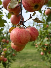 An intriguing view of unpicked apples hanging temptingly on a tree inviting admiration and the promise of flavor