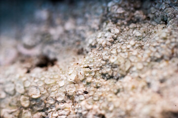 vibrant lichen on weathered rock surface.