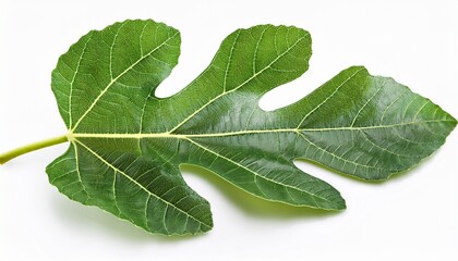 green fig leaf ficus carica on white background