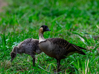 NeNe Goose on the loose