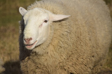 Sheep portrait