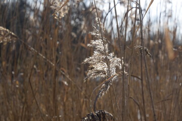 reeds in the wind
