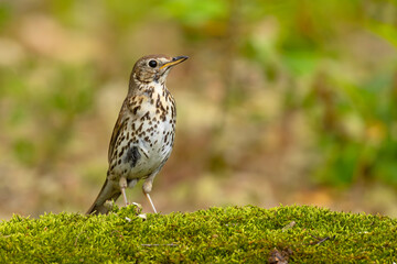 Śpiewak (Turdus philomelos) © Grzegorz