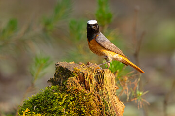 Pleszka (Phoenicurus phoenicurus) © Grzegorz