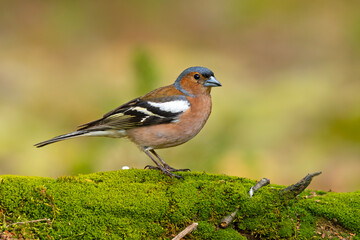 zięba (Fringilla coelebs) © Grzegorz