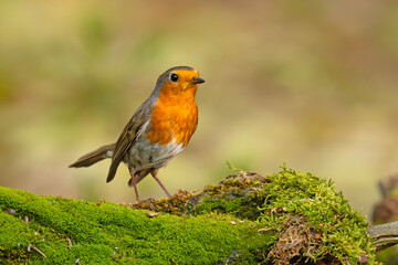 Rudzik (Erithacus rubecula) © Grzegorz