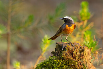 Pleszka (Phoenicurus phoenicurus) © Grzegorz