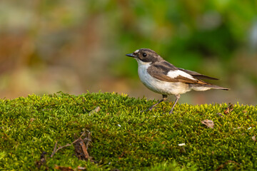 Muchołówka żałobna (Ficedula hypoleuca) © Grzegorz