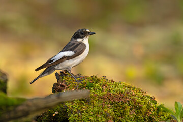 Muchołówka żałobna (Ficedula hypoleuca) © Grzegorz