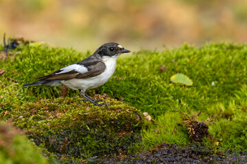 Muchołówka żałobna (Ficedula hypoleuca) © Grzegorz