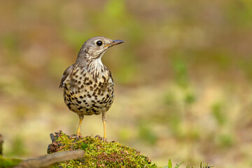 Śpiewak (Turdus philomelos)