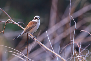 Gąsiorek, dzierzba gąsiorek (Lanius collurio) © Grzegorz