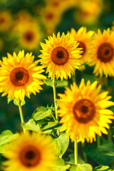Agricultural field with yellow sunflowers against the sky with clouds.Sunflower field.Gold sunset. Sunflower closeup.Agrarian industry. Photo of cultivation land.flowers image