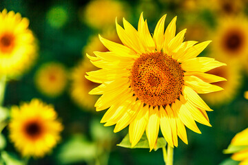 Agricultural field with yellow sunflowers against the sky with clouds.Sunflower field.Gold sunset. Sunflower closeup.Agrarian industry. Photo of cultivation land.flowers image