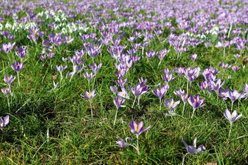 Viele lila Krokusse auf einer Wiese