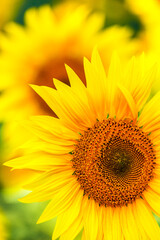 Obraz premium Agricultural field with yellow sunflowers against the sky with clouds.Sunflower field.Gold sunset. Sunflower closeup.Agrarian industry. Photo of cultivation land.flowers image