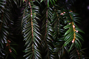 Yew berry green background nature