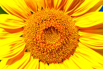 Obraz premium Agricultural field with yellow sunflowers against the sky with clouds.Sunflower field.Gold sunset. Sunflower closeup.Agrarian industry. Photo of cultivation land.flowers image