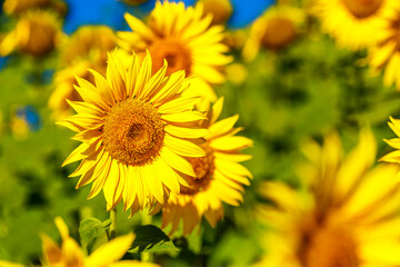 Agricultural field with yellow sunflowers against the sky with clouds.Sunflower field.Gold sunset. Sunflower closeup.Agrarian industry. Photo of cultivation land.flowers image