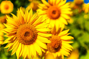 Obraz premium Agricultural field with yellow sunflowers against the sky with clouds.Sunflower field.Gold sunset. Sunflower closeup.Agrarian industry. Photo of cultivation land.flowers image