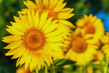Agricultural field with yellow sunflowers against the sky with clouds.Sunflower field.Gold sunset. Sunflower closeup.Agrarian industry. Photo of cultivation land.flowers image