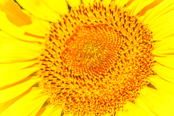 Agricultural field with yellow sunflowers against the sky with clouds.Sunflower field.Gold sunset. Sunflower closeup.Agrarian industry. Photo of cultivation land.flowers image