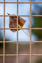 Hoja de otoño atascada en verja