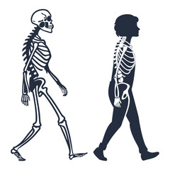 silhouette x - ray on white background