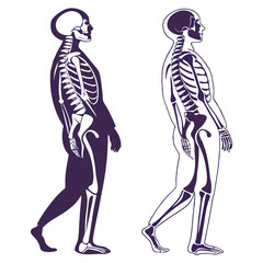 silhouette x - ray on white background