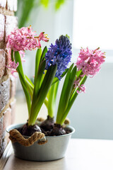 Interior design of spring kitchen or living room. Metal vase with bulbs of hyacinth, tulips. Easter floral decorations. House cozy seasonal decor with fresh flowers. Home gardening