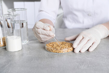 Laboratory testing. Scientist working with grain sample at grey table indoors, closeup