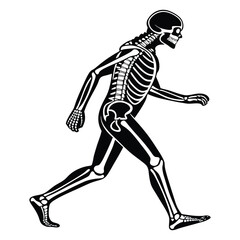 silhouette x - ray on white background