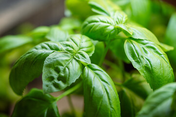 Fragrant green Genovese basil leaves closeup view. Basil growing in greenhouse under artificial light. 