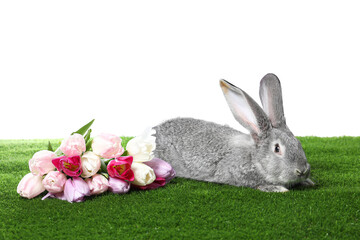 Fluffy grey rabbit and beautiful tulips on green grass against white background