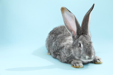 Fluffy grey rabbit on light blue background, space for text
