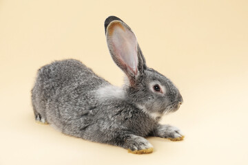 Fluffy grey rabbit on beige background. Cute pet