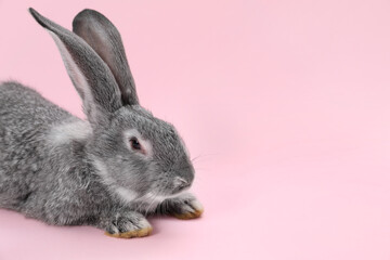 Fluffy grey rabbit on pink background, space for text. Cute pet