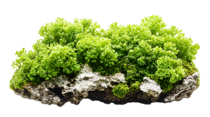 Lush green moss and plants atop a textured rock formation.