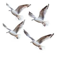 Obraz premium Flying seagulls, captured in mid-flight with wings spread wide, showcasing their graceful movement The seagulls are isolated on white background