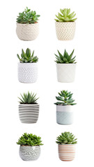 Fototapeta premium PNG potted succulent element set, transparent background