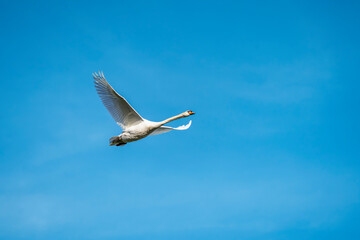 Fototapeta premium Flying Mute Swan Against Clear Blue Sky A majestic mute swan soaring gracefully through the sky, its wings fully extended against a bright blue background, symbolizing freedom and elegance.