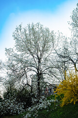 Blooming tree with white flowers of magnolia on a hill against a clear blue sky, with yellow shrubs in the foreground and a small house in the background.
